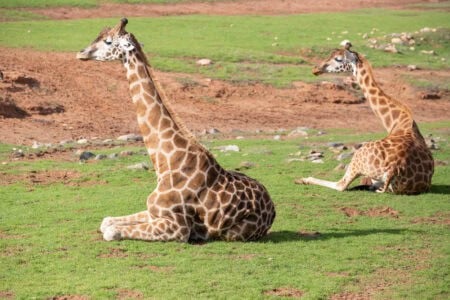 14 Ways Giraffes Defend Themselves Without Fighting