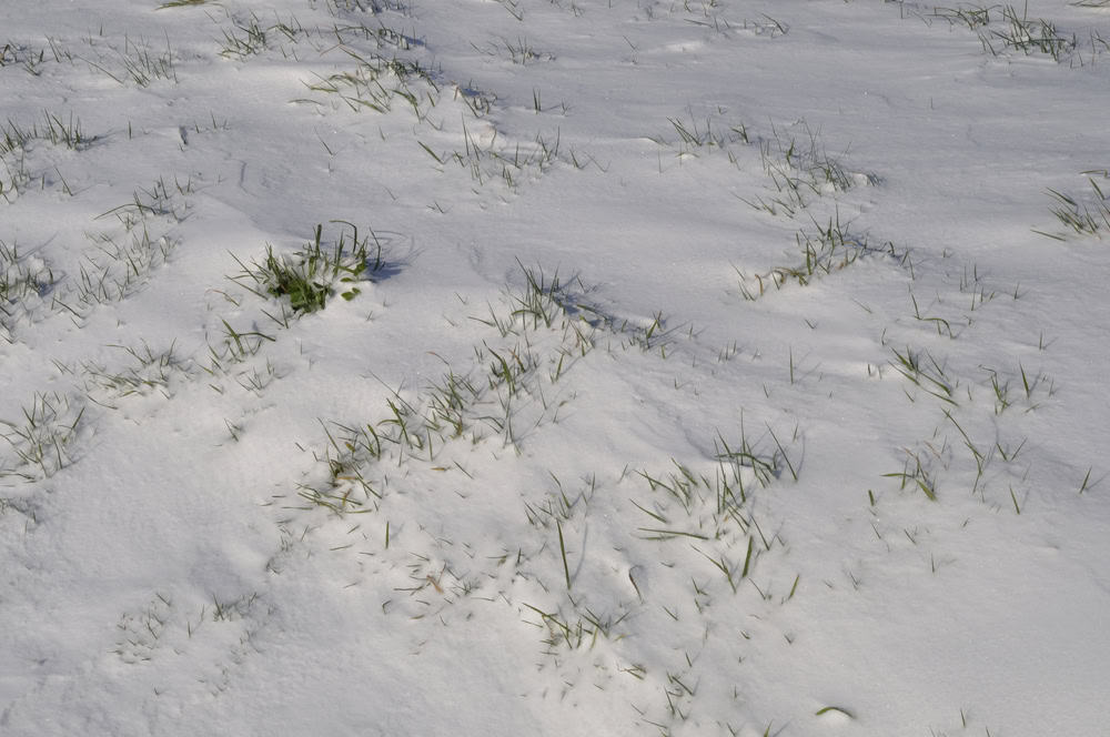 Fields under the snow. 