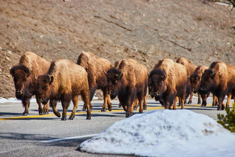 Bild einer Bisonherde, die eine Straße entlangläuft, an deren Seiten Schnee liegt