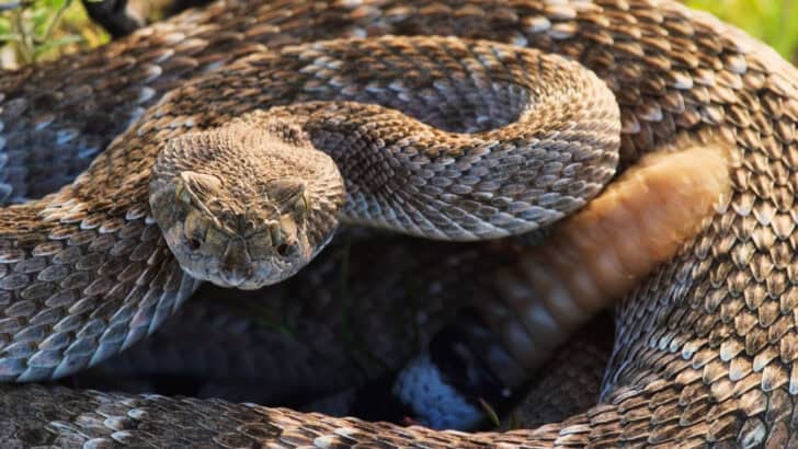13 Deadliest Creatures You&rsquo;ll Find in California
