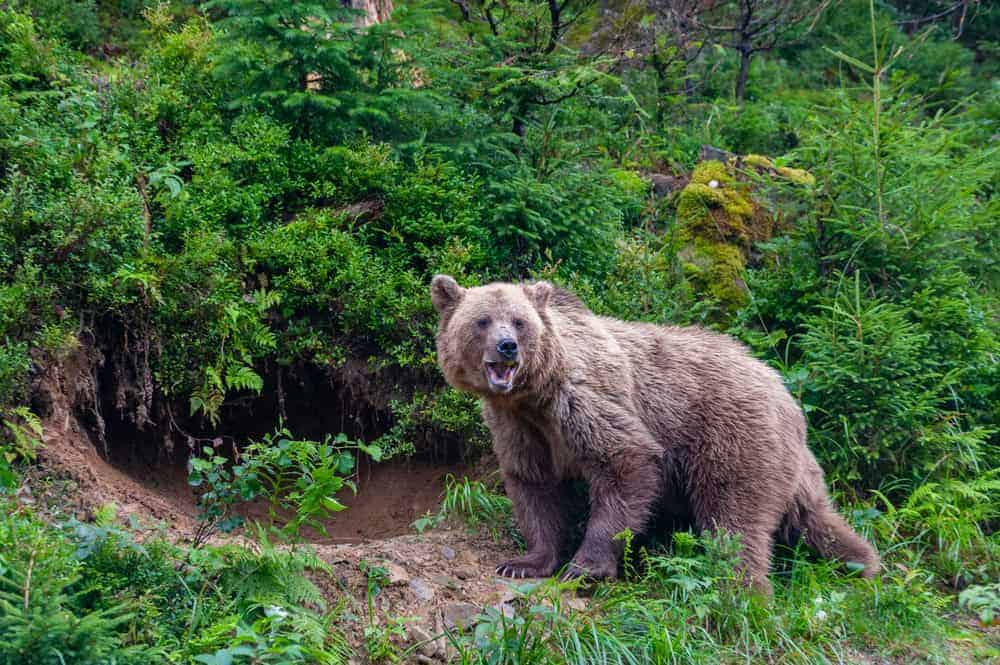 Short-faced brown bear.