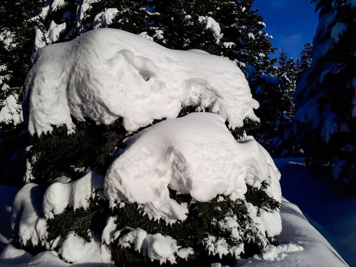 Snowfall