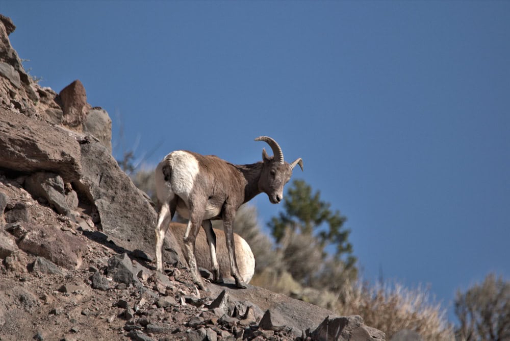 Big Horn Ewe standing on the top of the mountain