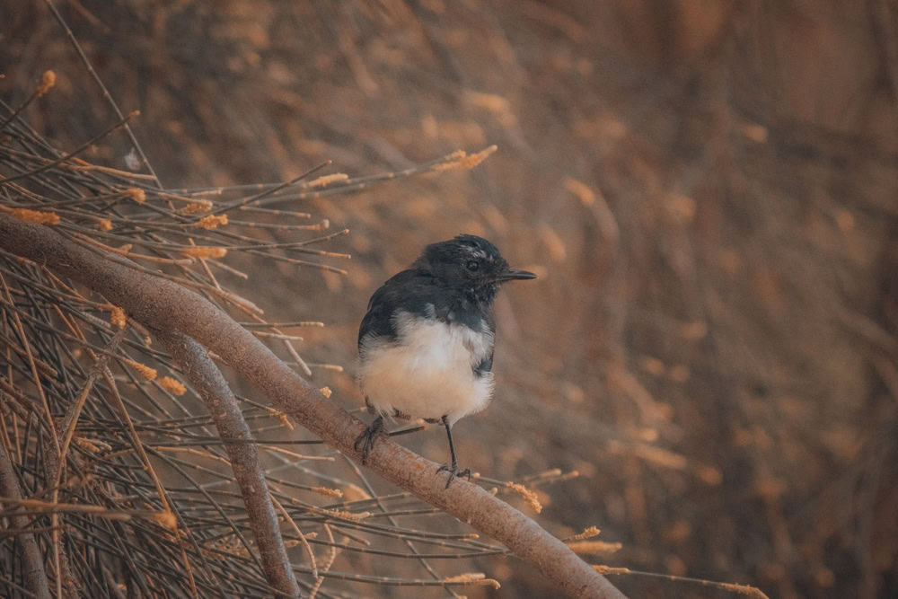 White-winged Flufftail