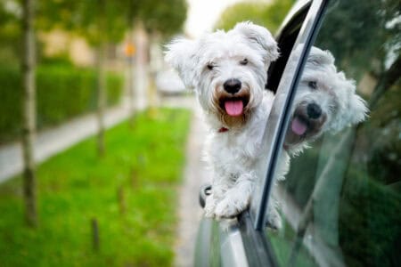 If You Think a Shih Tzu Makes a Good Lap Dog, These 8 Are Better