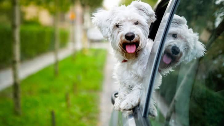 If You Think a Shih Tzu Makes a Good Lap Dog, These 8 Are Better