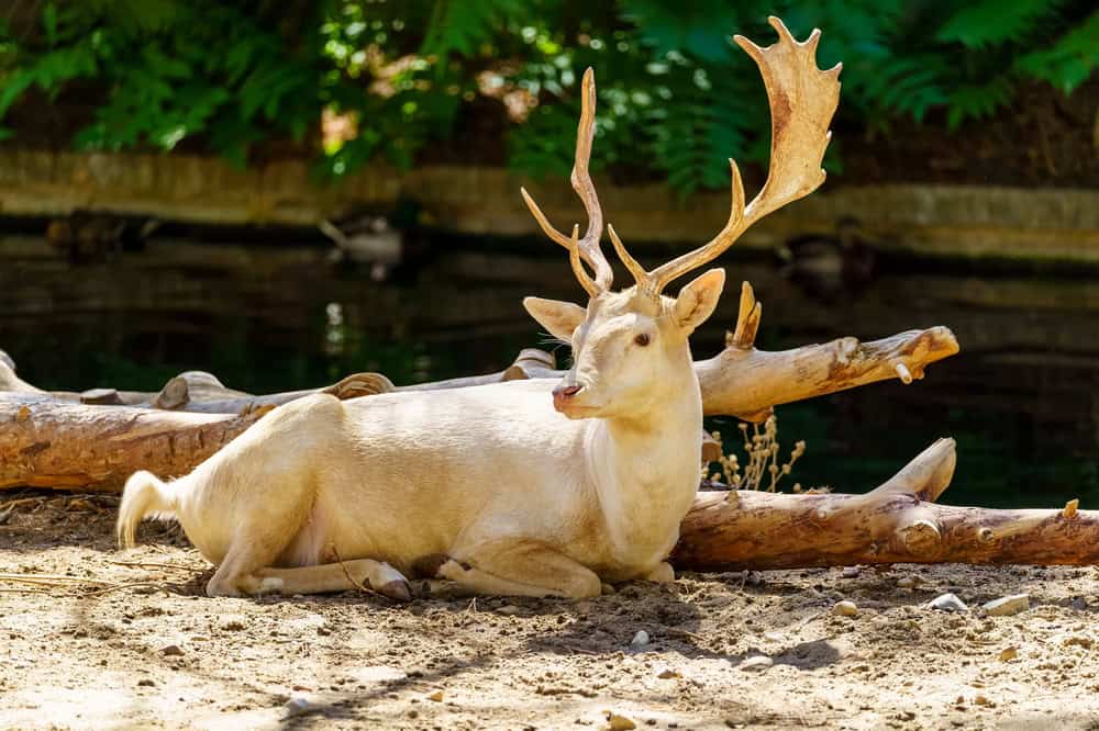Large male white deer with a large antler lying on the ground