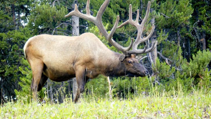 How Elk Shape the Entire Ecosystem of North American Forests