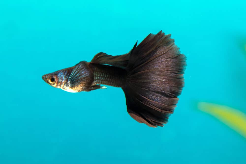 Female Black Guppy in freshwater Aquarium