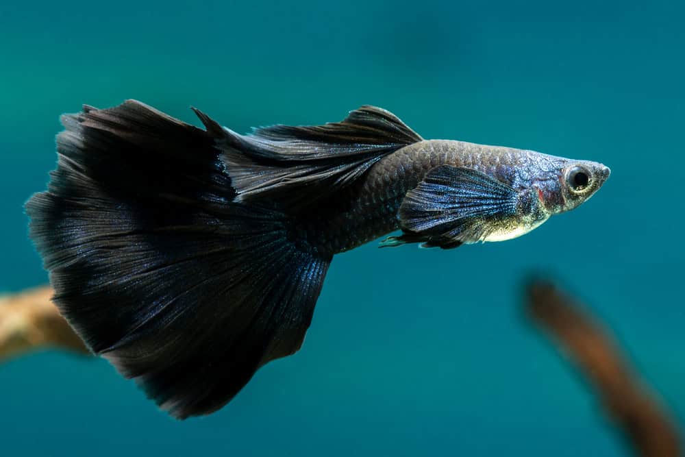 Female Black Guppy in freshwater Aquarium