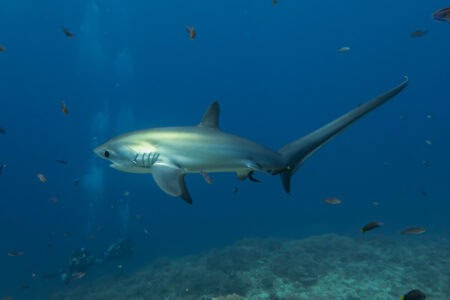 How Shark Populations Are Rebounding in Protected U.S. Zones