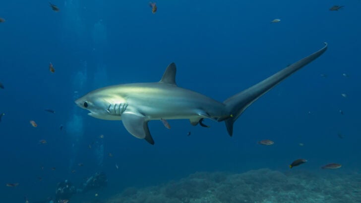 How Shark Populations Are Rebounding in Protected U.S. Zones