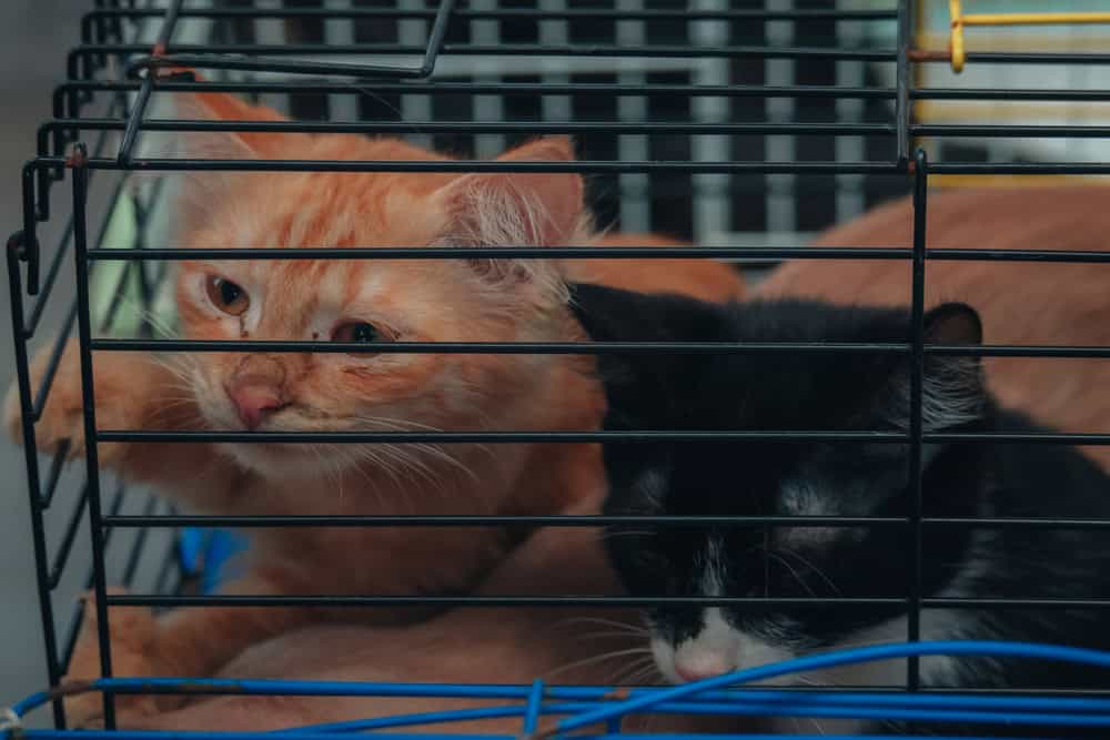 Adorable little sad kittens are sitting in a carrier or cage