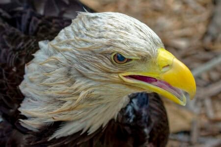 The Oldest Bald Eagle To Soar Through US Air