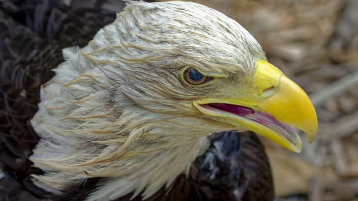 The Oldest Bald Eagle To Soar Through US Air