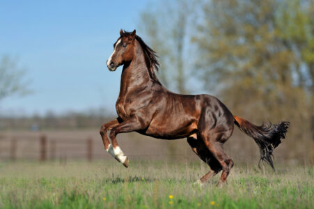 14 Legendary Horses from History and Their Stories