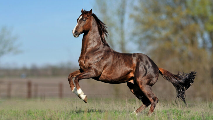 14 Legendary Horses from History and Their Stories