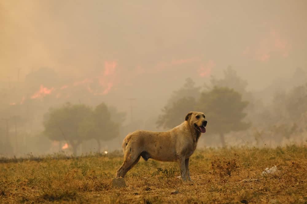 A stray dog walks among the burnt trees during a wildfire