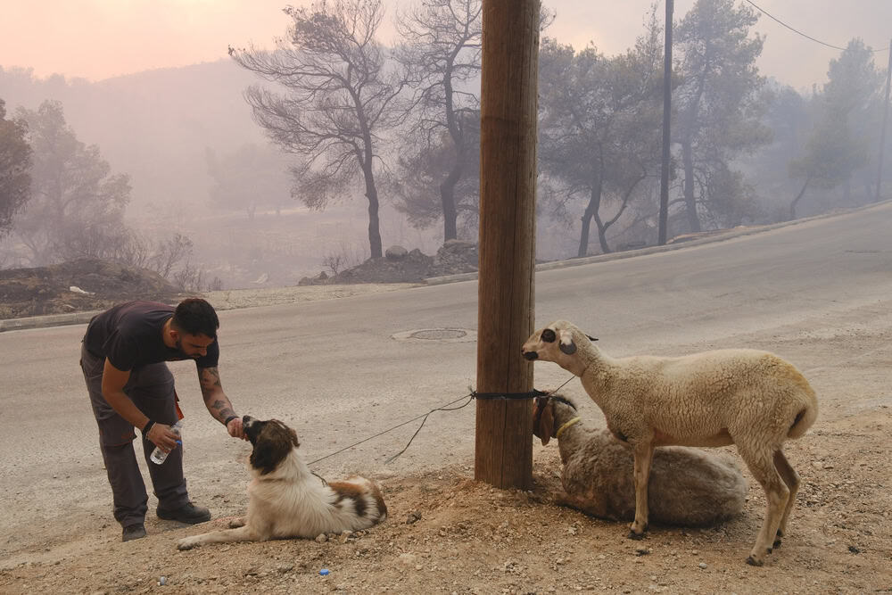 A stray dog walks among the burnt trees during a wildfire
