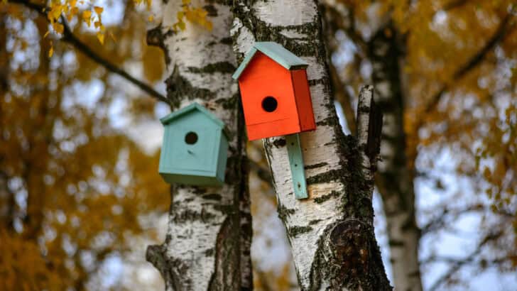 Building a DIY Birdhouse for Your Backyard