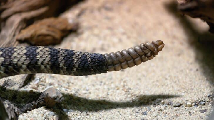 How Oklahoma’s Rattlesnakes Have Evolved to Avoid Human Detection