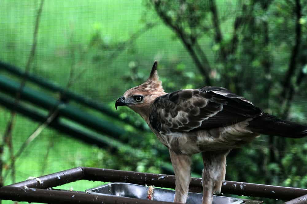 Javan Hawk-Eagle