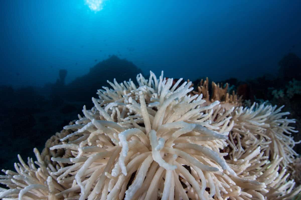Coral bleaching.