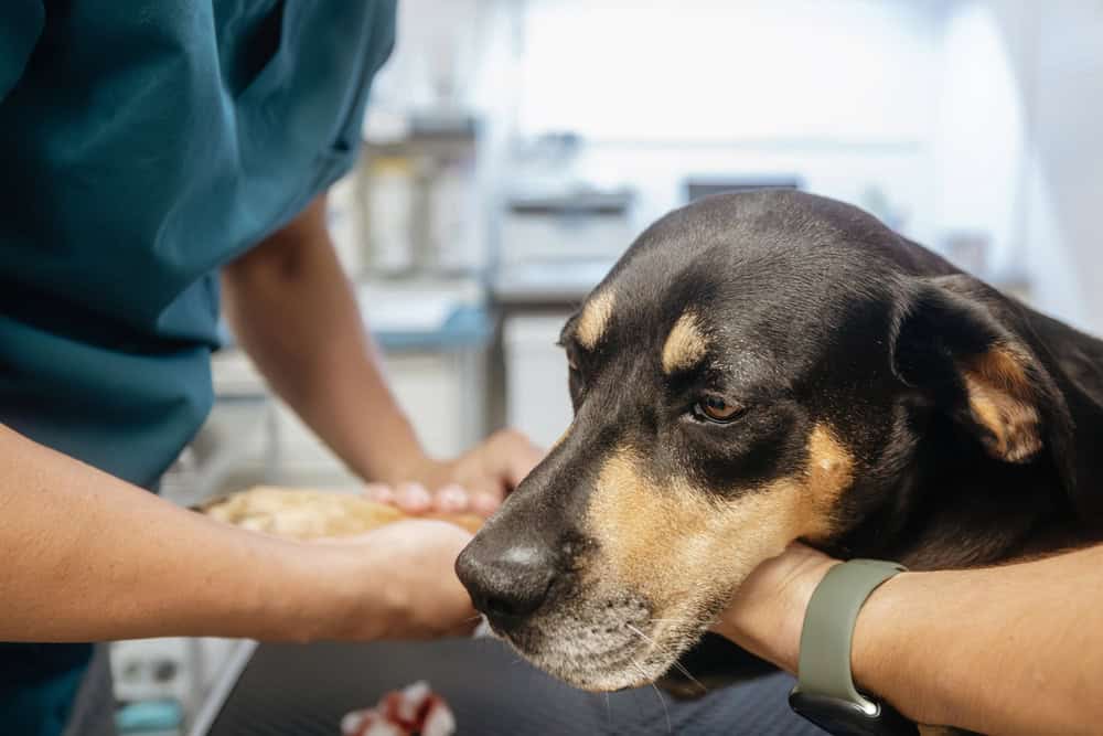 Man holding ill dog