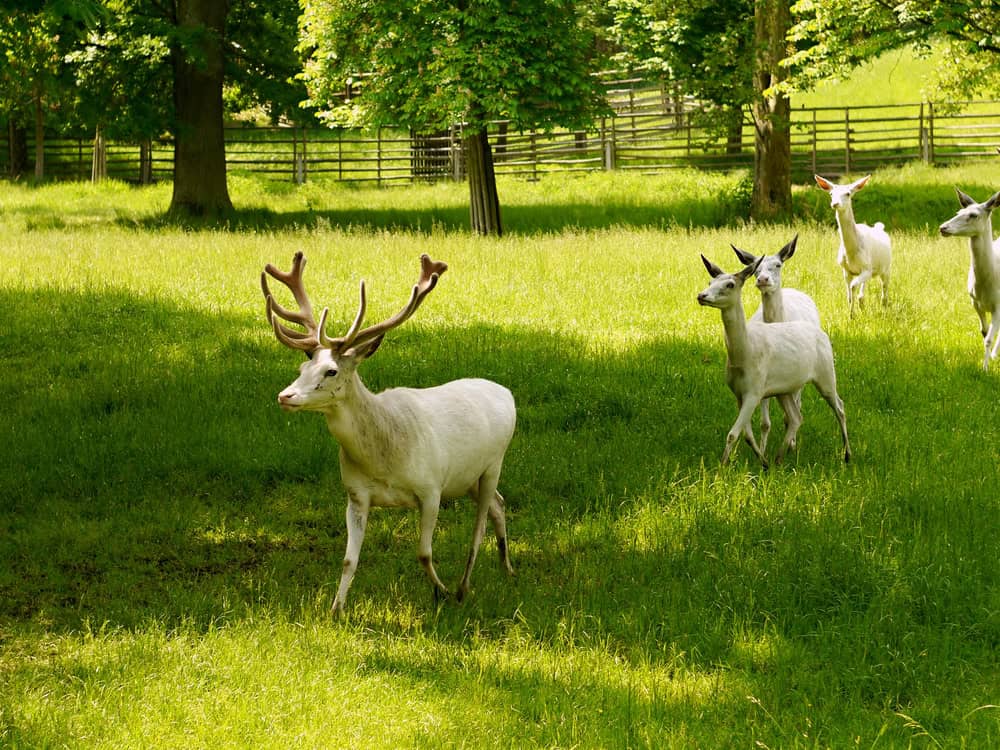 White deer