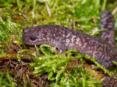 The Unsung Wildlife of the Appalachian Mountains