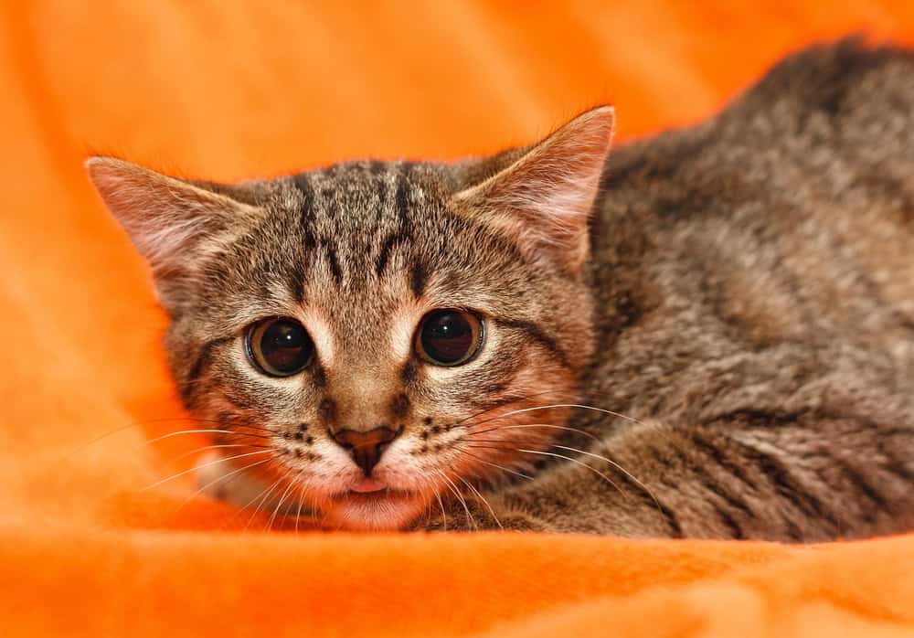 Scared Cat