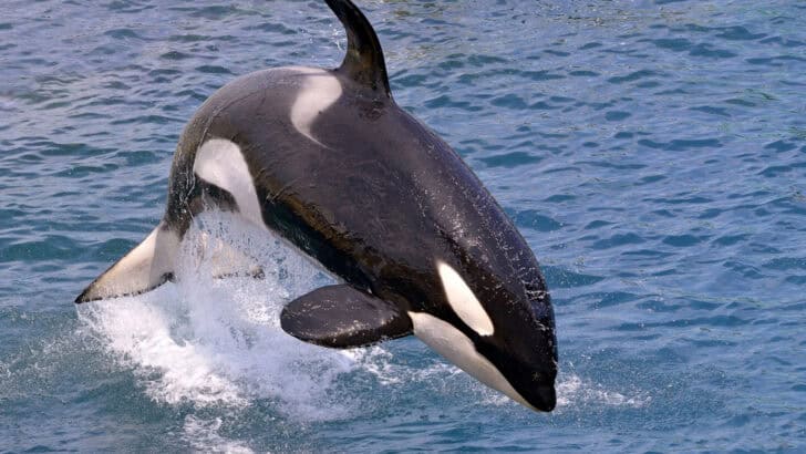 Curious Orca May Have Invented Tool Use And Scientists Are Stunned