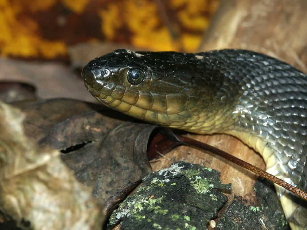 Mississippi Green Watersnake