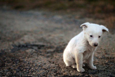 13 Ways Climate Change Is Impacting Dog Populations Worldwide