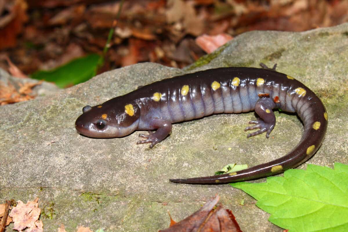 Salamander