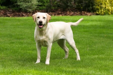 13 Times Dogs Rescued Their Owners from Danger