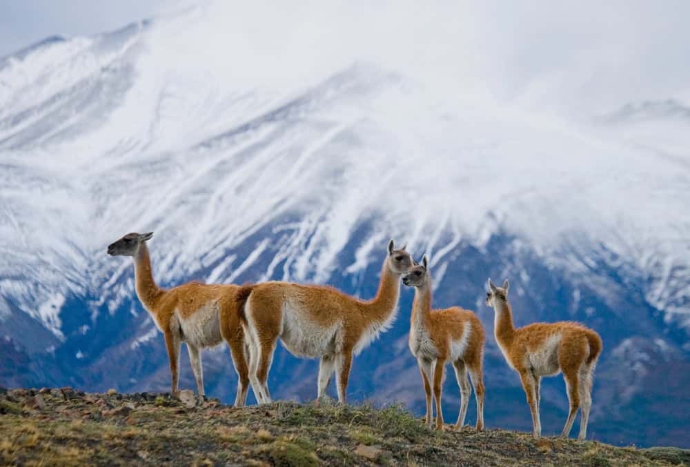 Wild lamas
