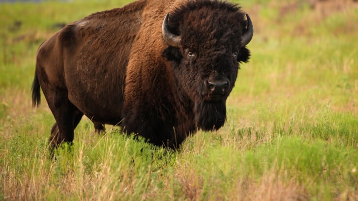 The Ultimate List of Most Extreme Animals Found In The USA