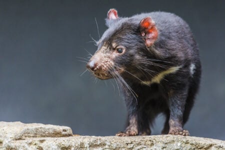 Ten Tiny Tasmanian Devils Found in Surprise Pouch Check Offer New Hope for Endangered Species