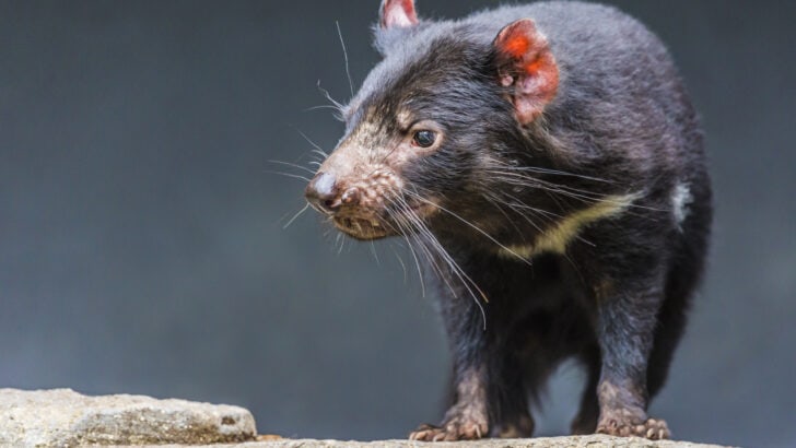 Ten Tiny Tasmanian Devils Found in Surprise Pouch Check Offer New Hope for Endangered Species