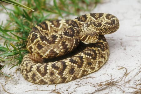 14 Amazing Adaptations of Desert-Dwelling Snakes