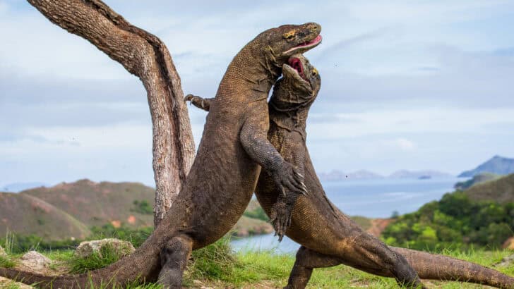 This Giant Lizard Could Have Eaten a Human Whole—And It’s Not Extinct