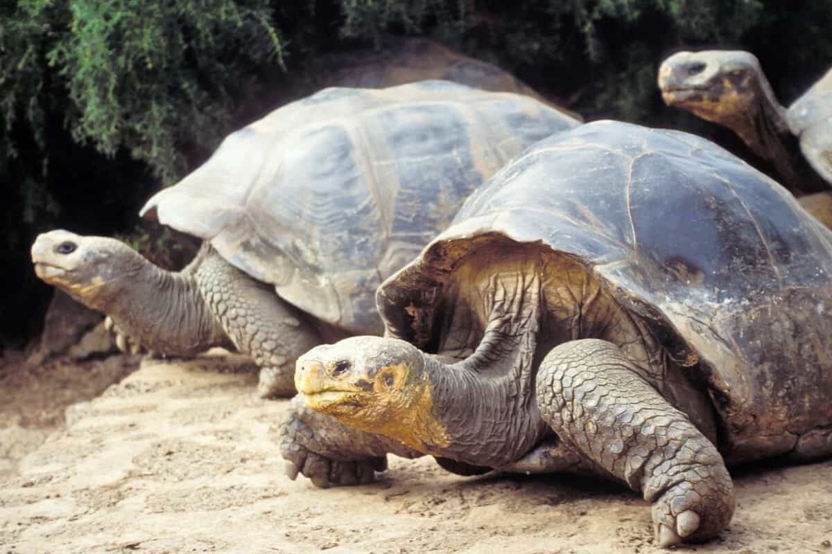 Giant tortoise