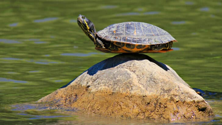 What Did Trump Do To The &rsquo;30&times;30&prime; Conservation Plan?