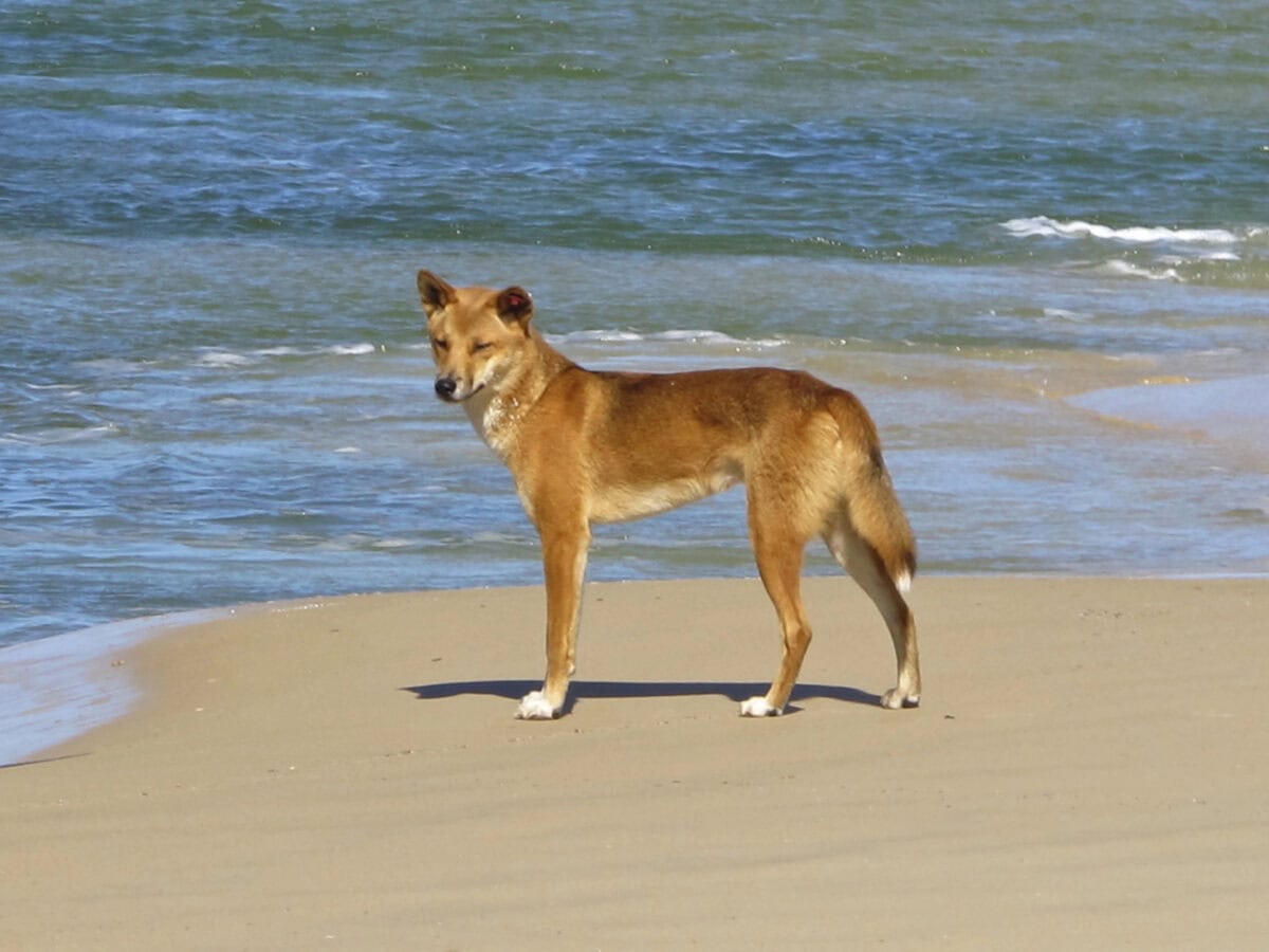  A dog