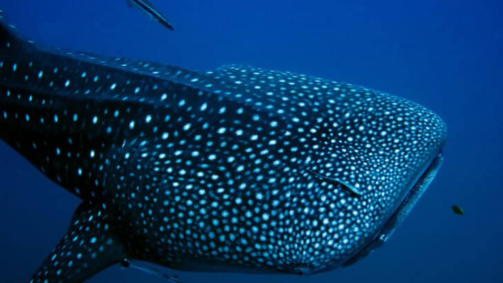 The Largest Deep-Sea Creatures Ever Found