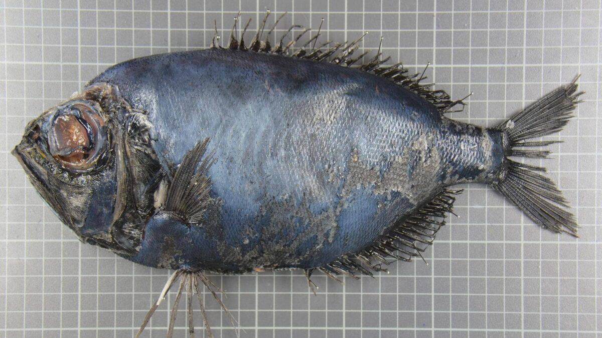 A preserved Longwing Spinyfin, displaying its dark, metallic blue body and sharp fins, showcasing its eerie, ghost-like appearance.