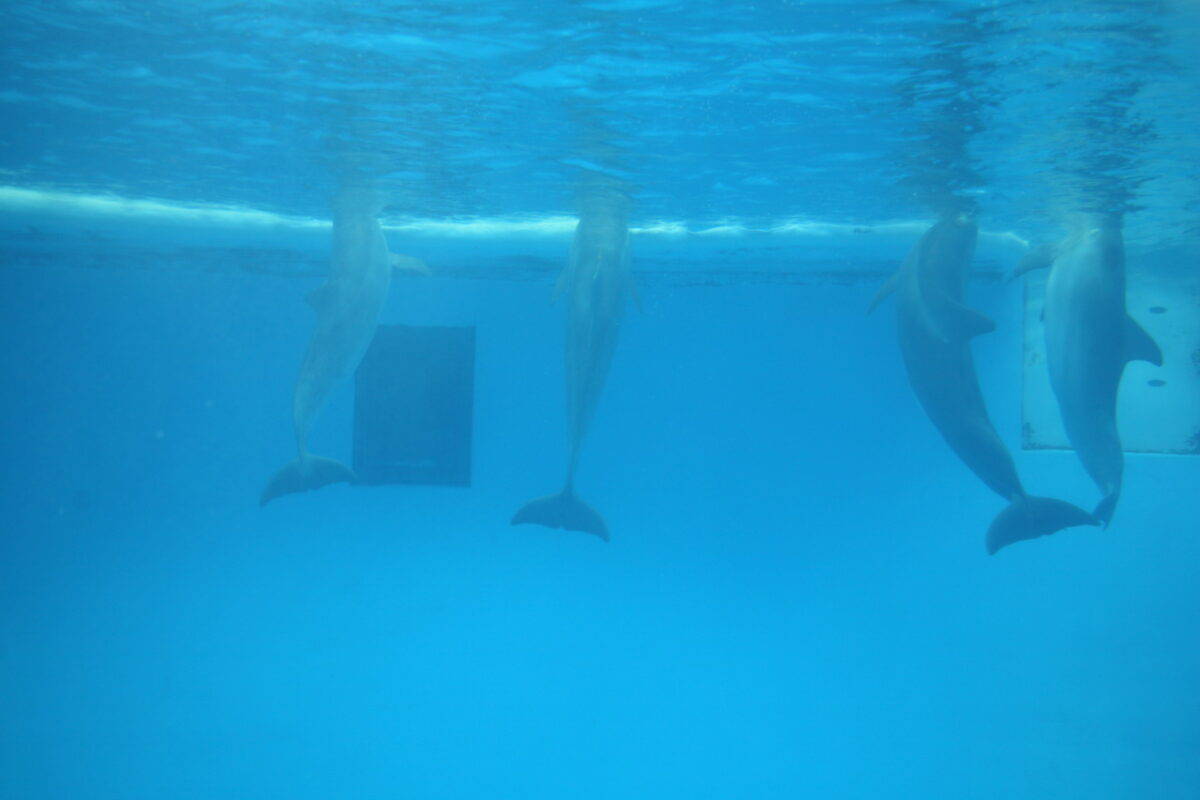 Dolphins