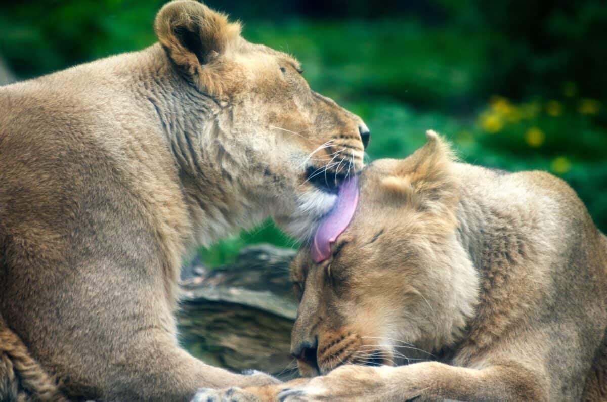 A close-up of two lionesses in a tender moment, with one lioness gently licking the head of the other. The background is blurred with green foliage and yellow flowers.