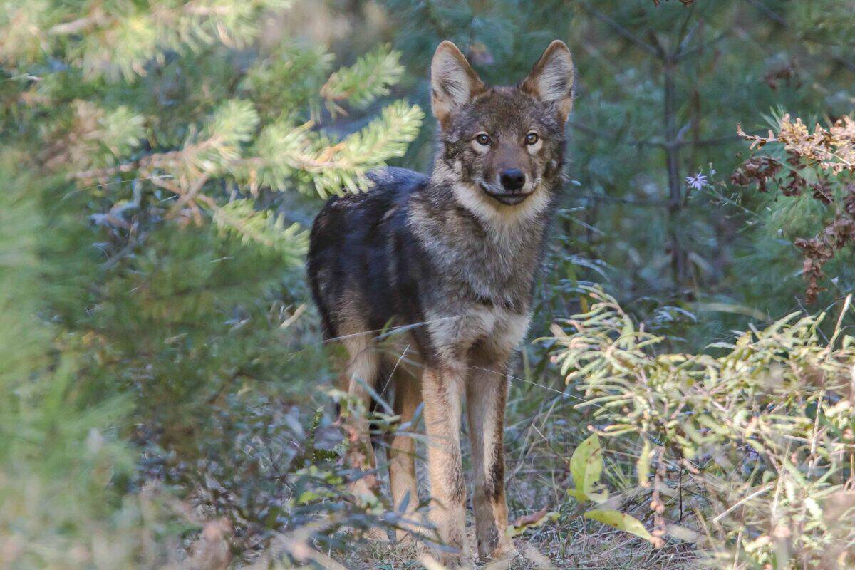 Eastern Wolf